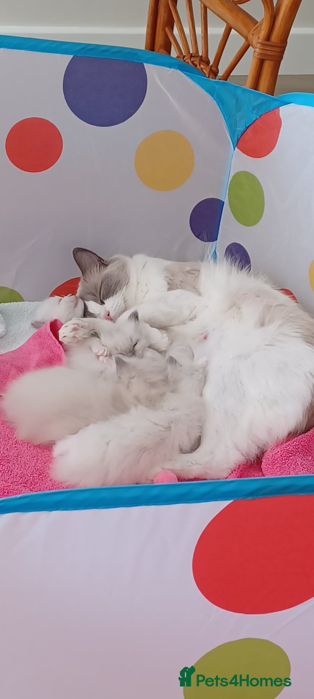 Ragdoll cats for sale: Blue mitted ragdoll kittens - Image 11