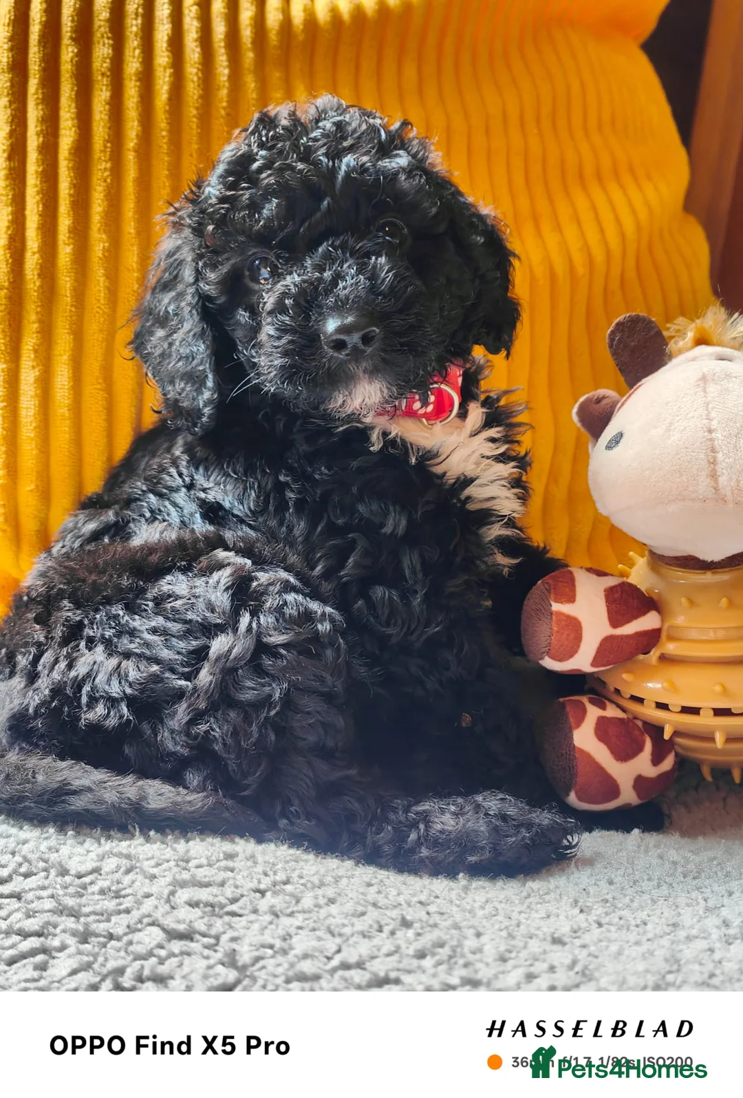 Cockapoo dogs for sale: F1bb toy cockapoos  in Oswestry - Advert 2