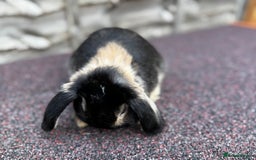 Mini Lop rabbits for sale: Miniature Lop - Image 5