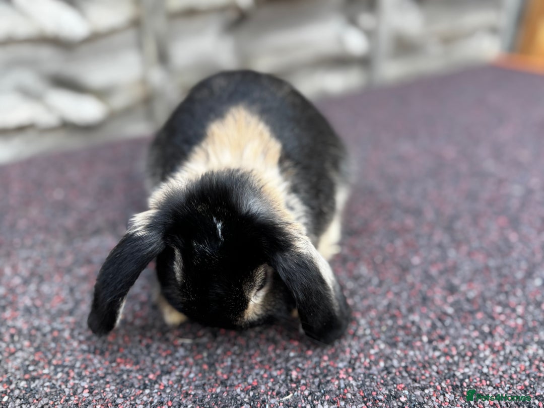Mini Lop rabbits for sale: Miniature Lop - Image 5