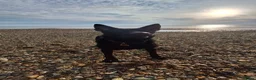 Belgian Shepherd Dog dogs for sale: Luna Belgian mali looking for forever home  - Advert 4