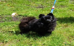 German Spitz dogs for sale: German Spitz Bitch - Image 1