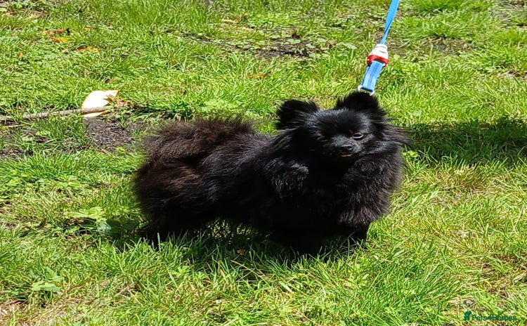 German Spitz dogs - Advert 1