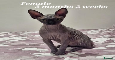 Sphynx cats - Advert 15