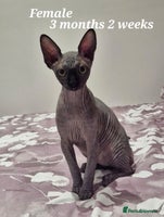 Sphynx cats - Advert 5