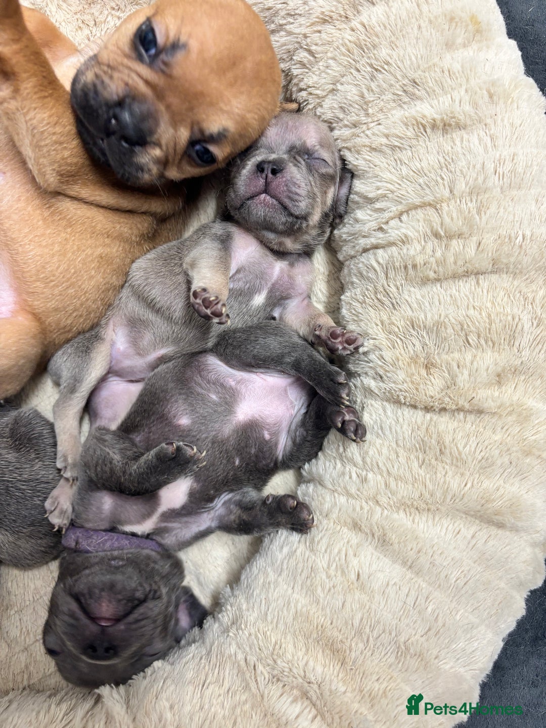 French Bulldog dogs for sale: 2 beautiful females left  - Advert 2