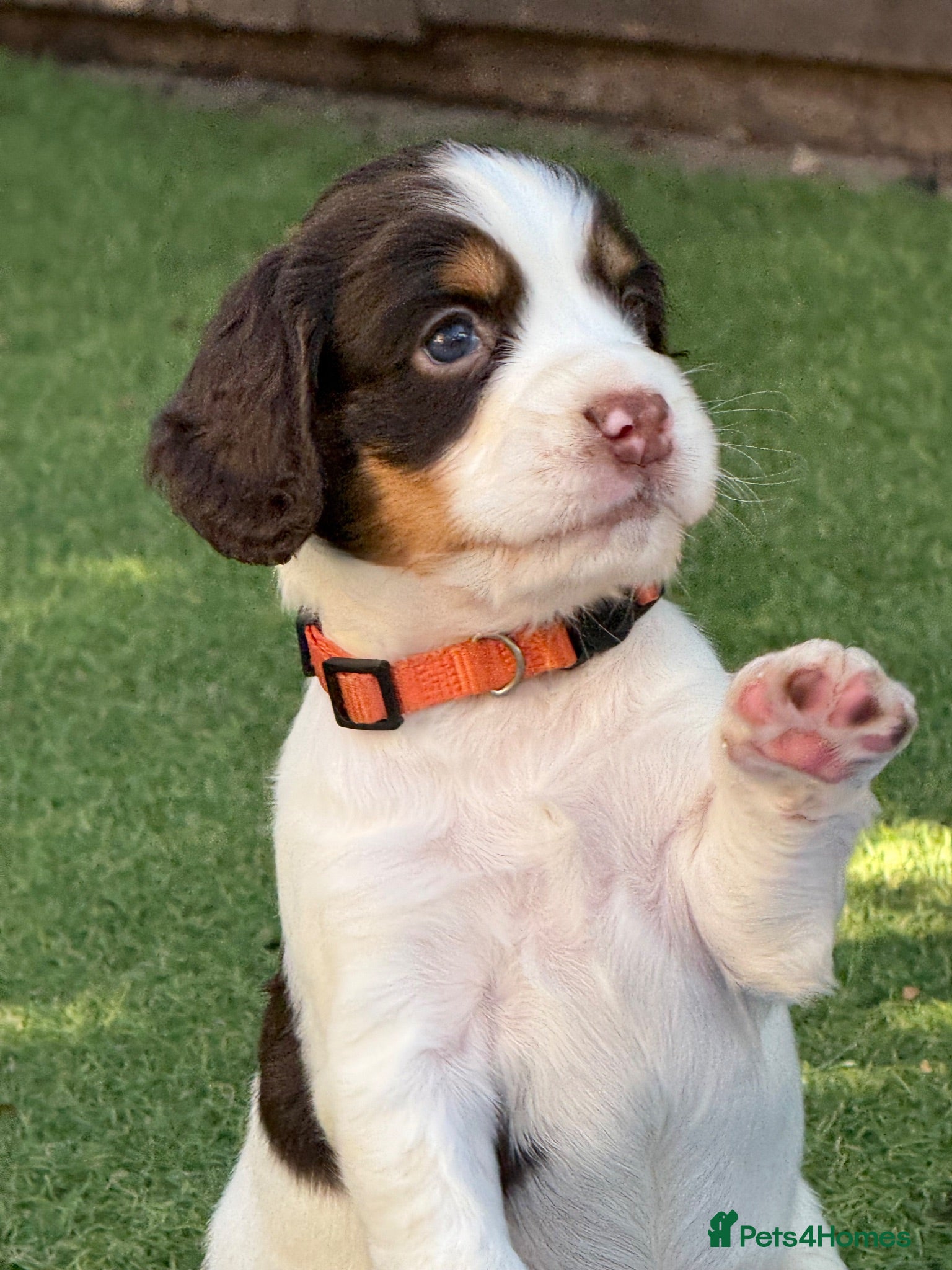Cocker Spaniel dogs Liver (Chocolate) Working Cocker Spaniel Puppies - Advert 6