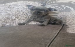 French Bulldog dogs for sale: Miss katie - Image 4