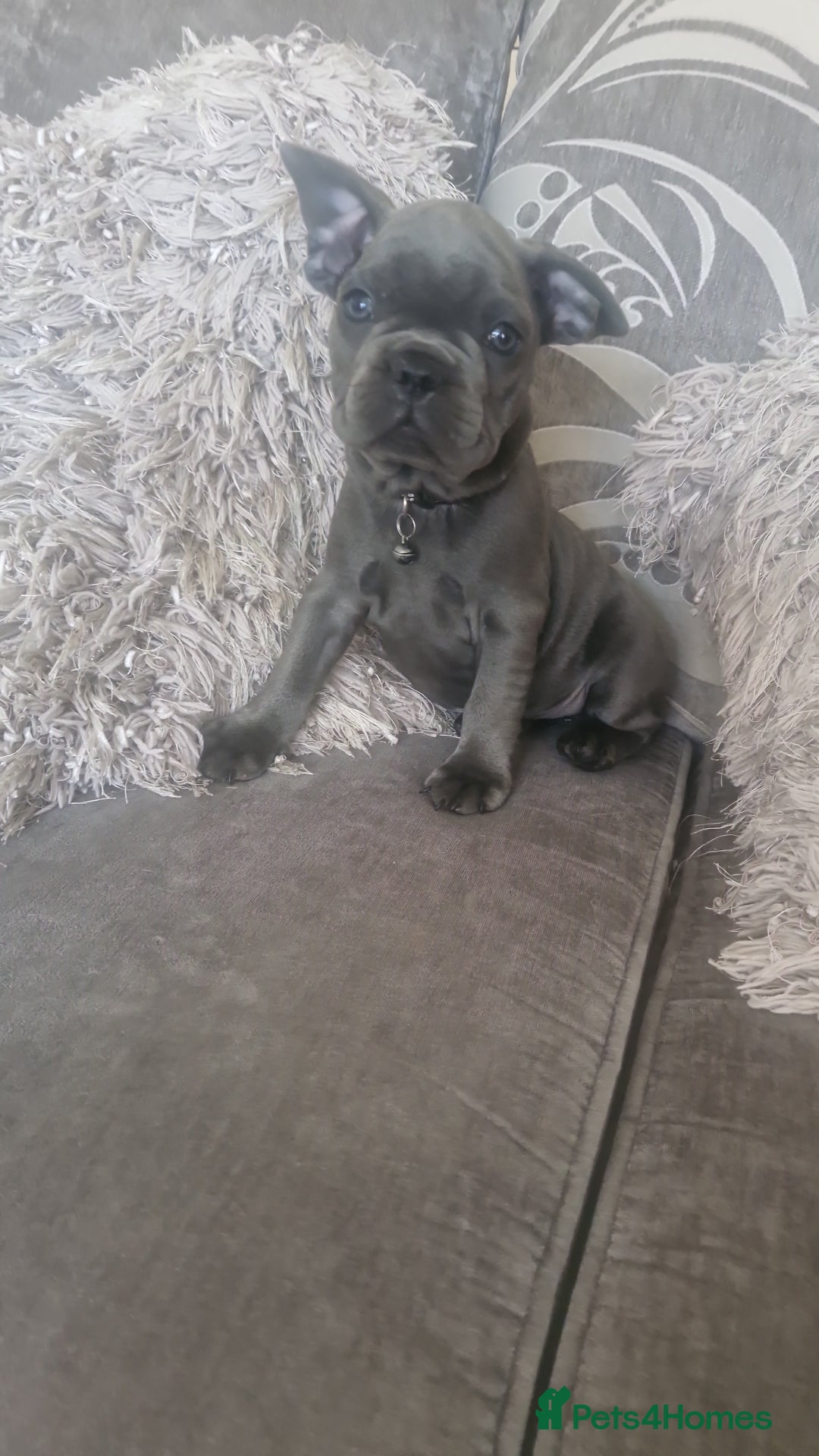 French Bulldog dogs for sale: Miss katie - Image 4