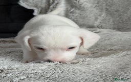 Mixed Breed dogs for sale: Jack Russel x Cockapoo Puppies - Image 24