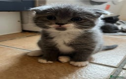 Scottish Fold cats for sale: Scottish fold cross kittens  - Image 10