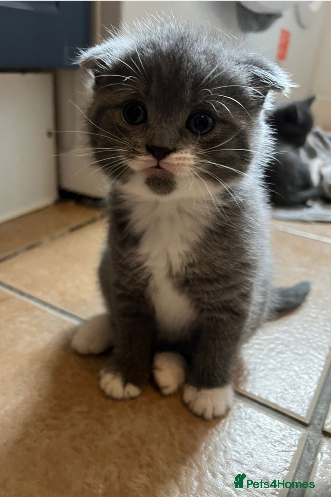 Scottish Fold cats for sale: Scottish fold cross kittens  - Image 10
