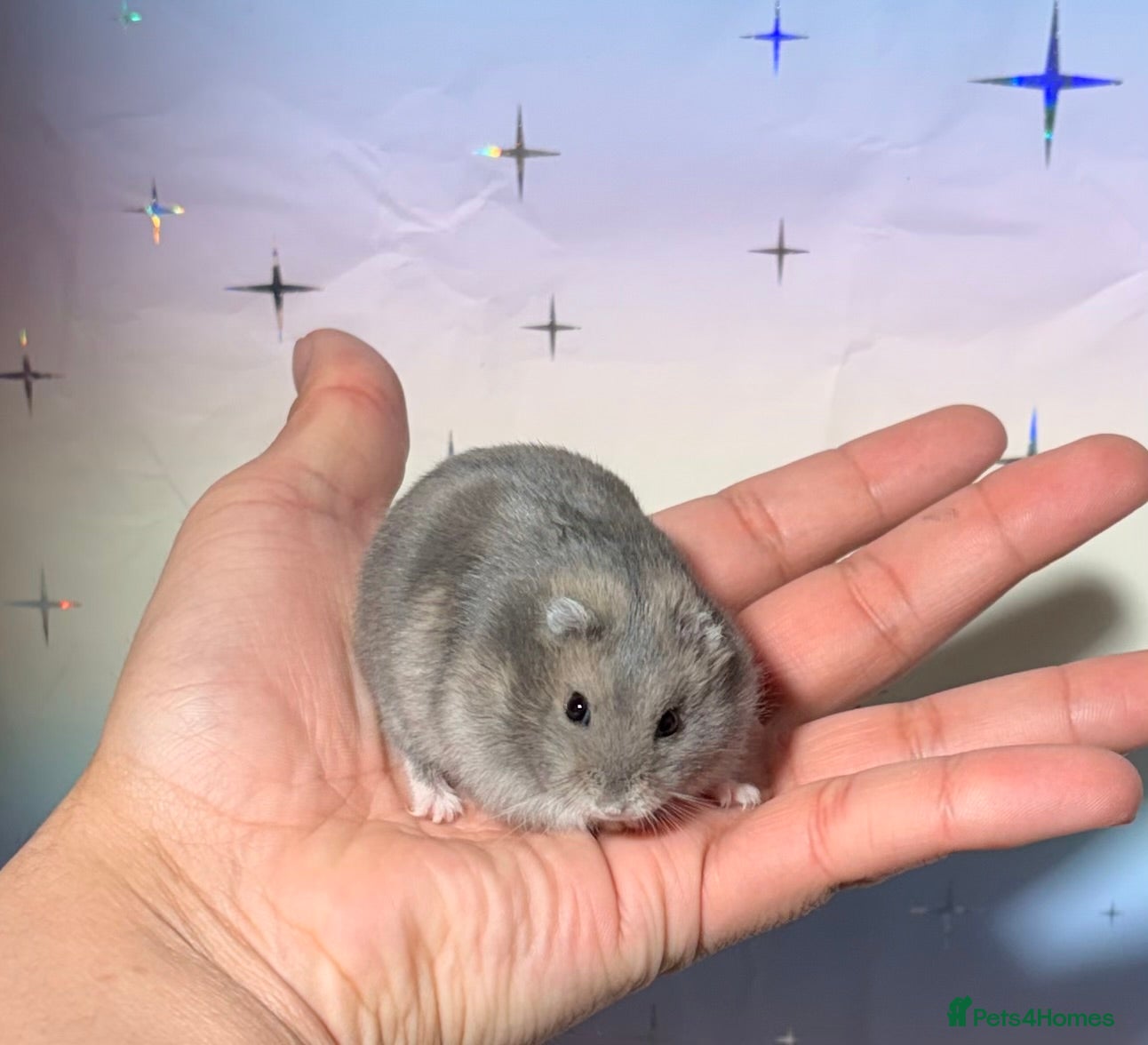 Hamster rodents STUNNING TAME PEDIGREE WINTER WHITE DWARF HAMSTERS - Advert 15