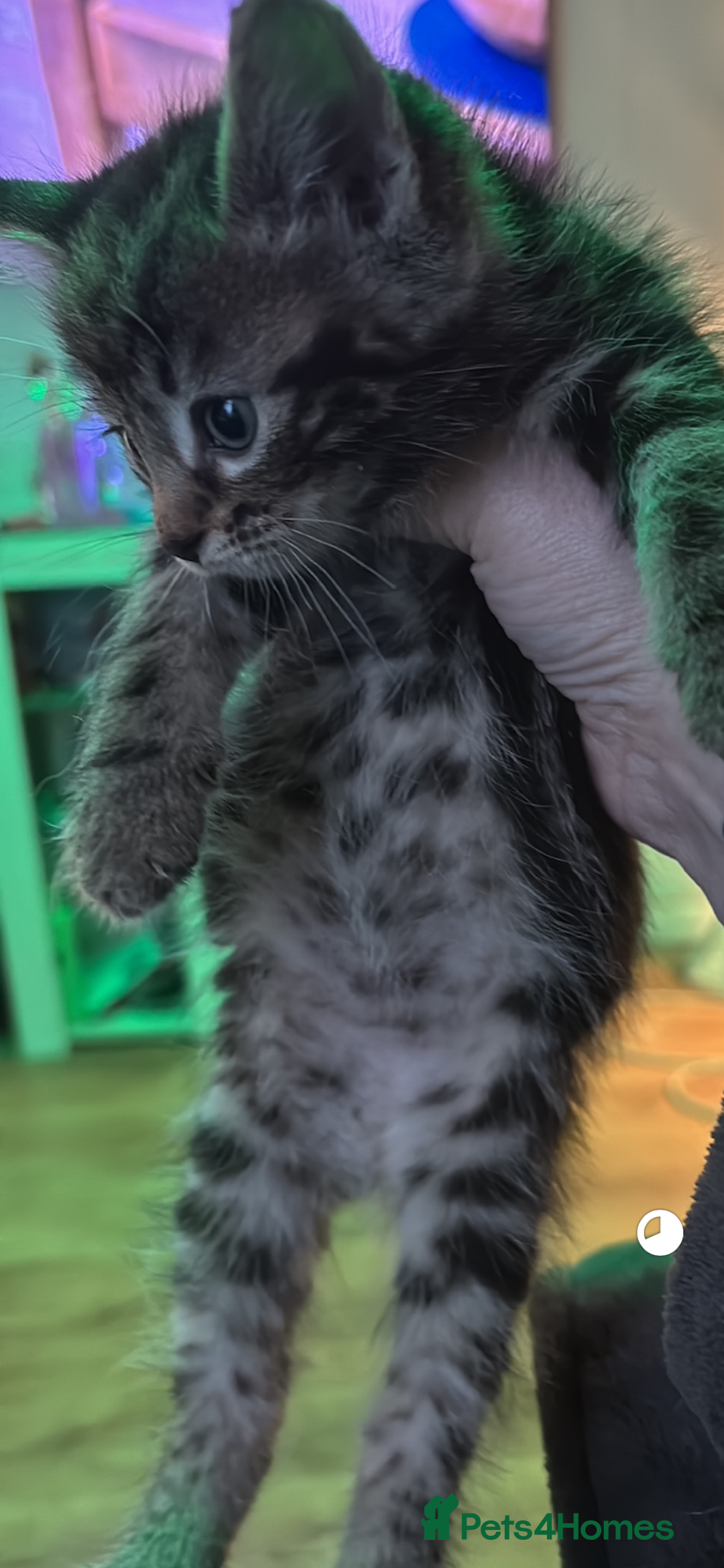 Mixed Breed cats for sale: Half bengal  - Image 5