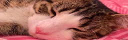 Mixed Breed cats for adoption: Two 7month old kittens looking for forever homes in Sheffield - Advert 3