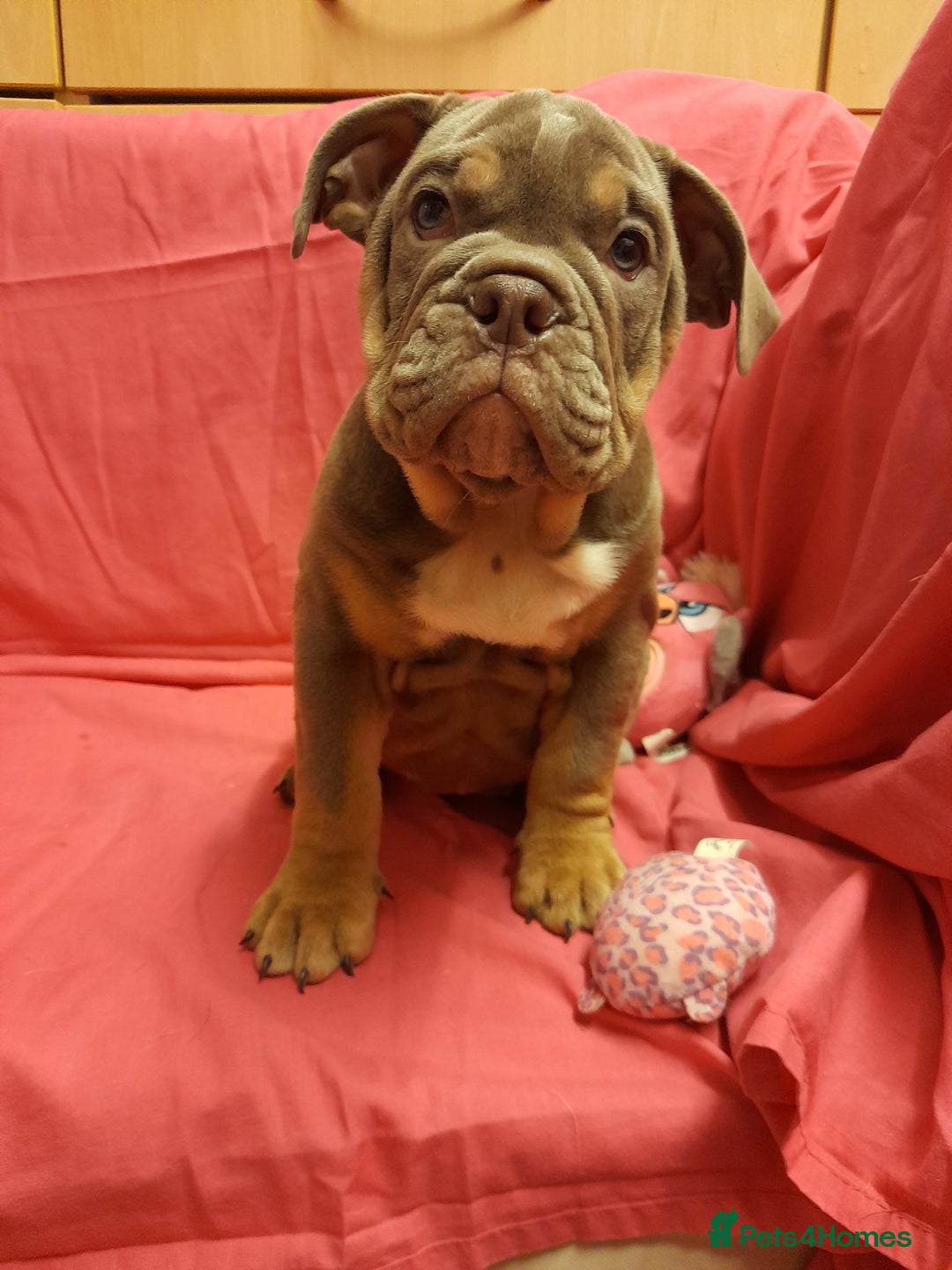 Mixed Breed dogs for sale: F1 olde English bulldog - Advert 35