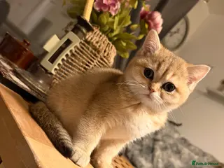 British Shorthair cats British shorthair kittens - Advert 10