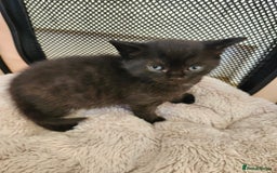 Domestic Shorthair cats for sale: 3 kittens for sale - Advert 5