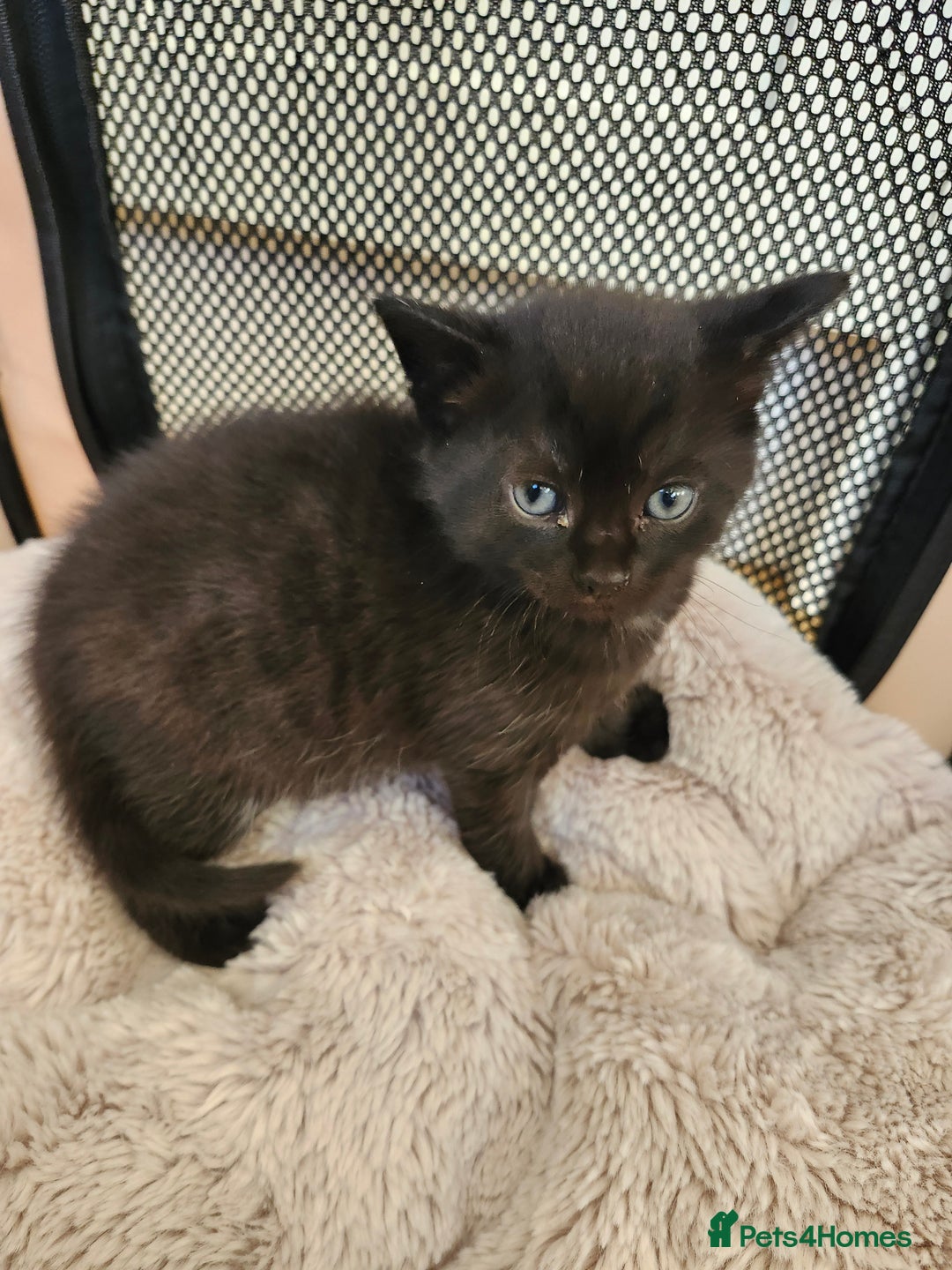 Domestic Shorthair cats for sale: 3 kittens for sale - Advert 5