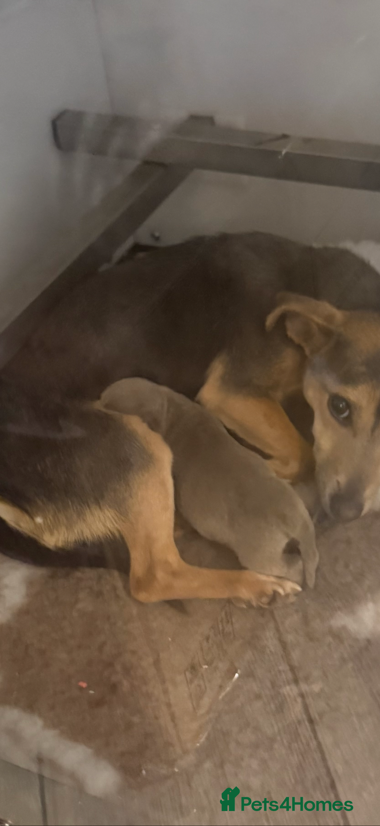 Jack Russell dogs Beautiful miniature lilac and tan boy  - Advert 1