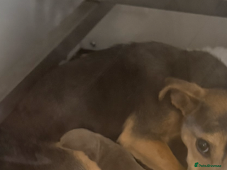 Jack Russell dogs Beautiful miniature lilac and tan boy - Advert 1