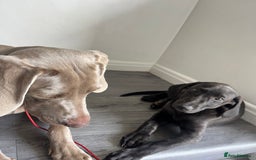Mixed Breed dogs for sale: Weimaraner/deerhound  - Image 8