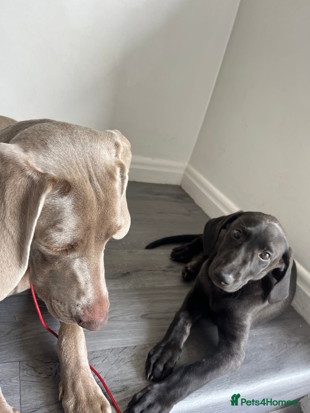 Mixed Breed dogs for sale: Weimaraner/deerhound  - Image 8