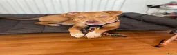 American Bulldog dogs for sale: American Bulldog  - Advert 7
