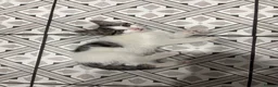 Mixed Breed cats for sale: 3 Beautiful Kittens Looking for Loving Homes  - Advert 6