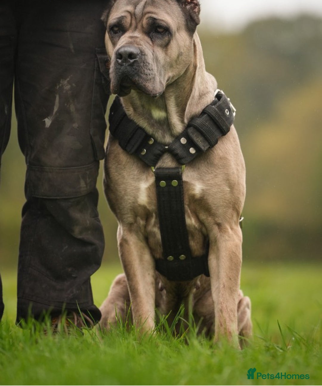 Cane Corso dogs for sale: ‼️Champion ICCF, health tested cane corso litter‼️ - Image 2