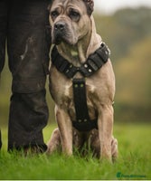 Cane Corso dogs - Advert 2