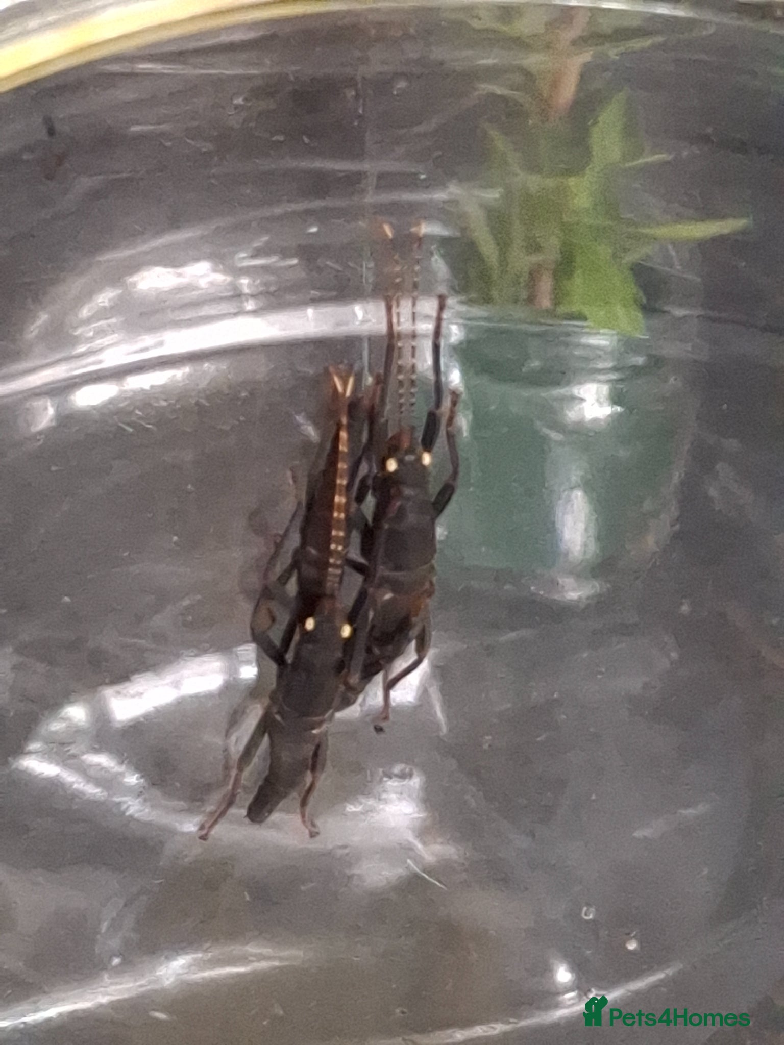 Stick Insects invertebrates Black Beauty Stick Insects - Advert 4