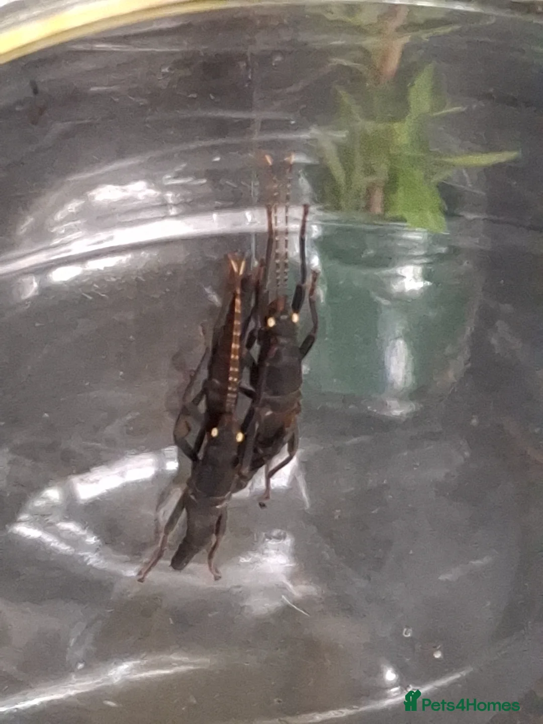 Stick Insects invertebrates for sale: Black Beauty Stick Insects - Advert 1