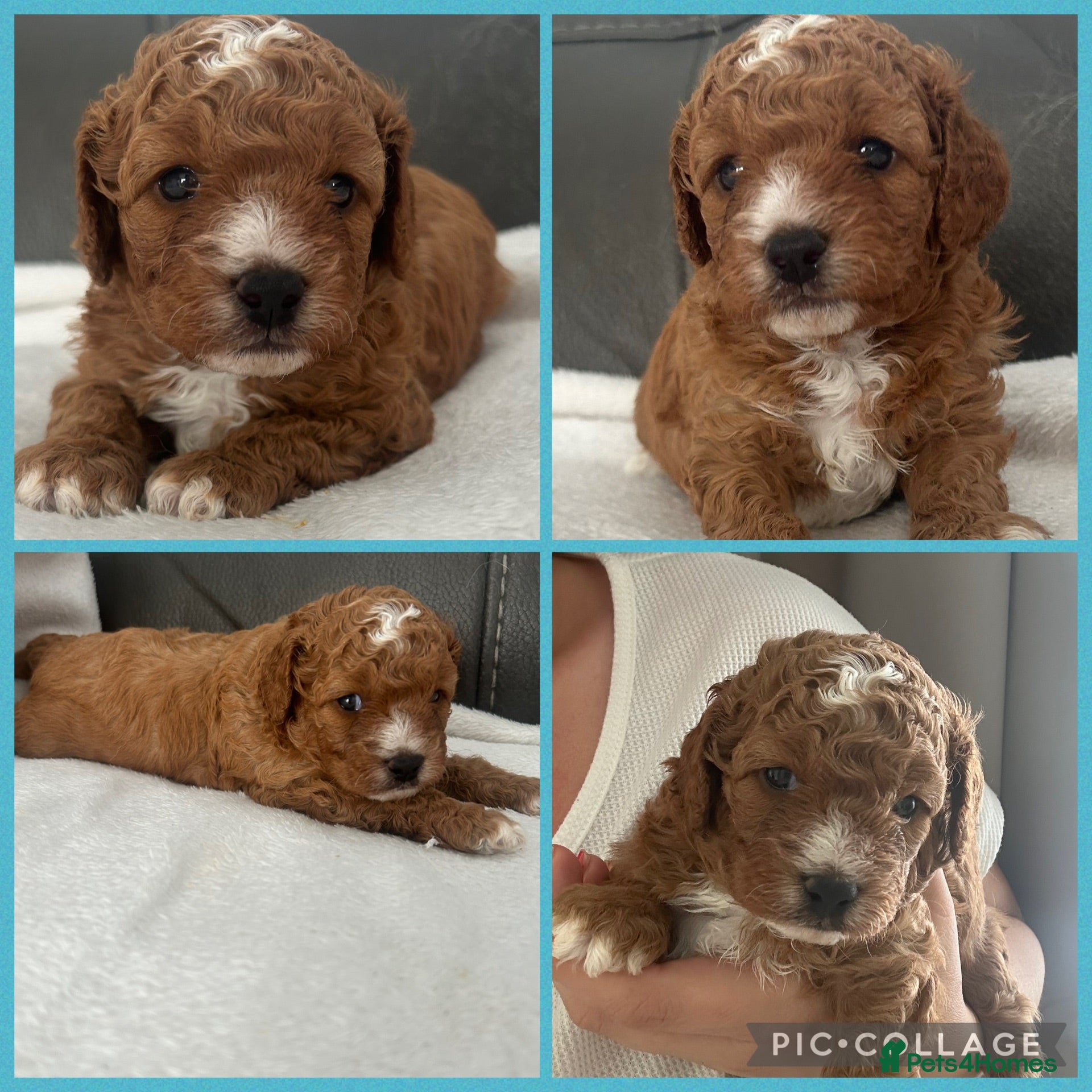 Cavapoo dogs  cavapoos f1b toy!!!  - Advert 3