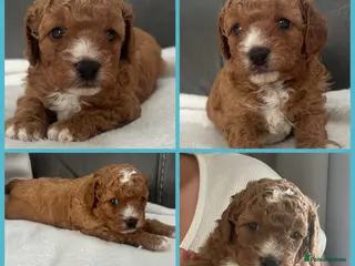 Cavapoo dogs cavapoos f1b toy!!! - Advert 3