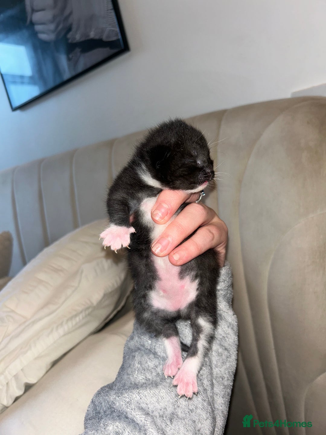 British Shorthair cats for sale: two female black and white kittens - Image 2