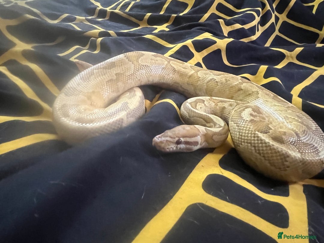 Python Snake reptiles for sale: Snakes w/ full setup - Image 2