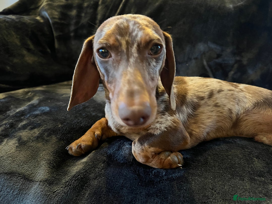Miniature Dachshund dogs for stud: Proven, KC, PRA clear, tested, Miniature Dachshund in Hinckley - Image 2