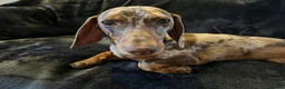 Miniature Dachshund dogs for stud: Proven, KC, PRA clear, tested, Miniature Dachshund in Hinckley - Advert 2