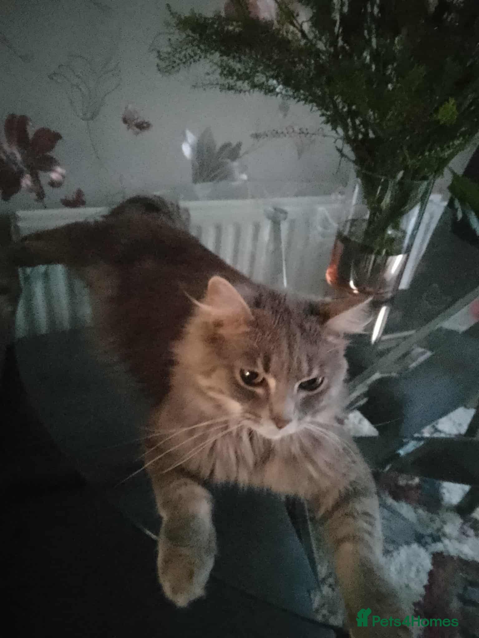 Ragdoll cats Ragdoll boy - Advert 2