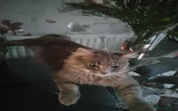 Ragdoll cats for sale: Ragdoll boy - Image 1