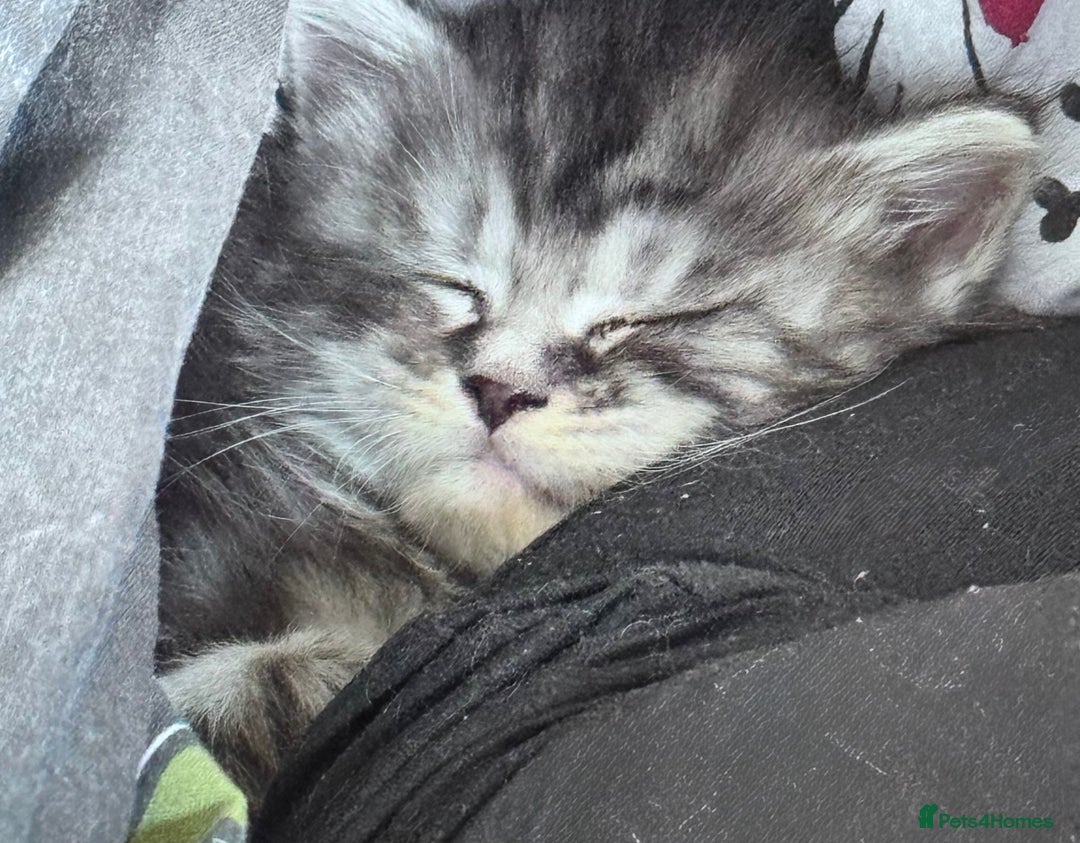 Maine Coon cats for sale: FULL Mainecoon kittens  - Image 26
