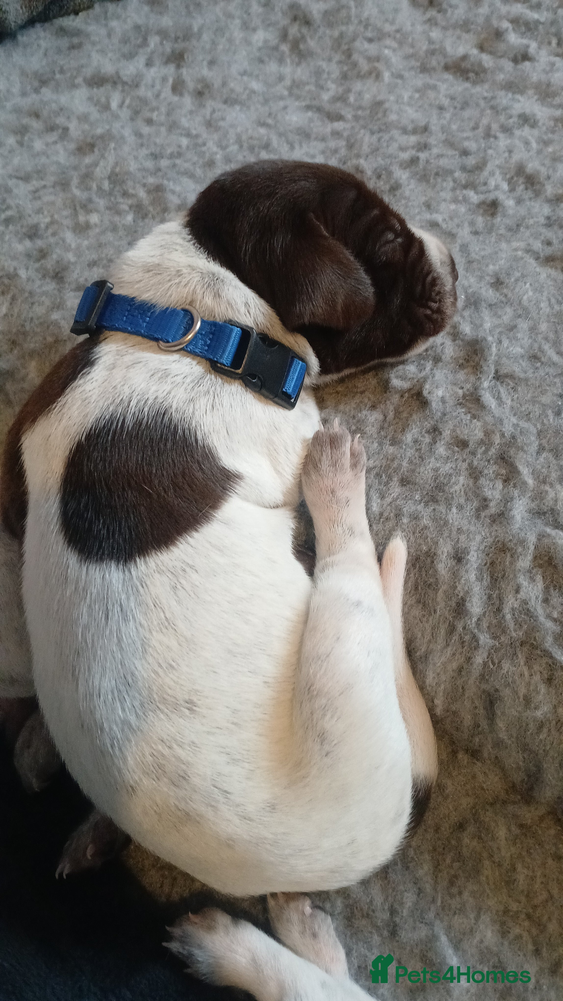 German Shorthaired Pointer dogs Matilda - Advert 2