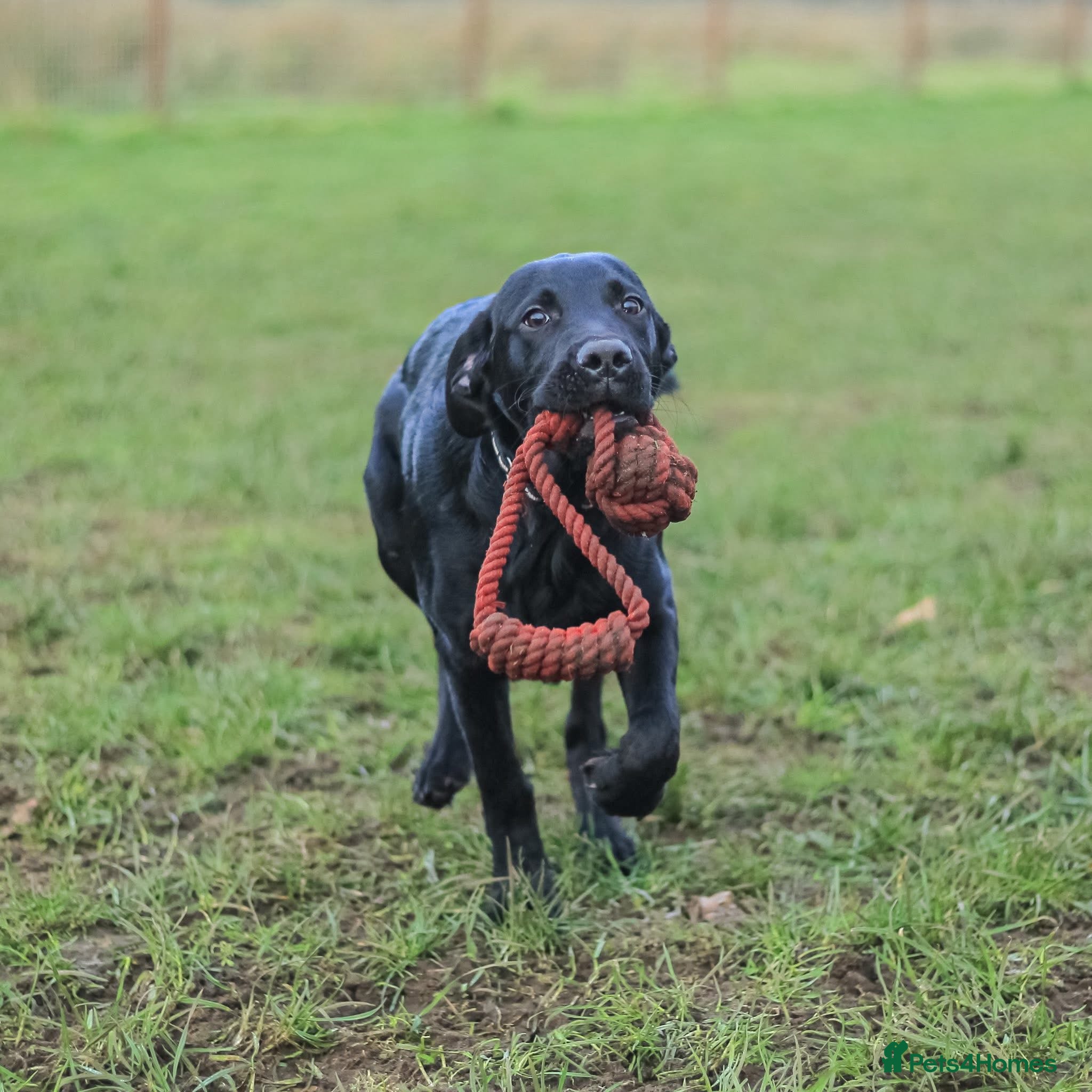 Labrador Retriever dogs 20 weeks old black lab boy - Advert 1
