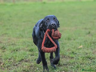 Labrador Retriever dogs 20 weeks old black lab boy - Advert 1