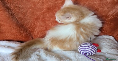Maine Coon cats - Advert 4