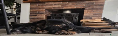 German Shepherd 4