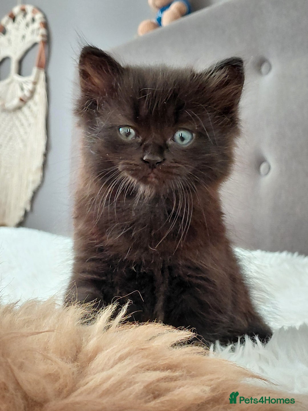 Mixed Breed cats for sale: Adorable mixed x russian blue x ragdoll - Advert 1