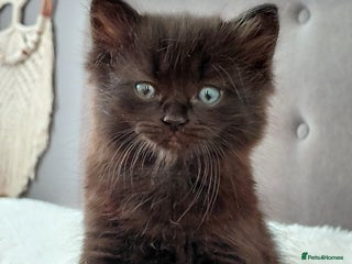 Mixed Breed cats Adorable mixed x russian blue x ragdoll - Advert 2