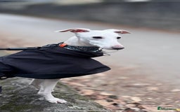 Italian Greyhound dogs for stud: MR RALPH AT STUD ( HEALTH TESTED ) - Image 1